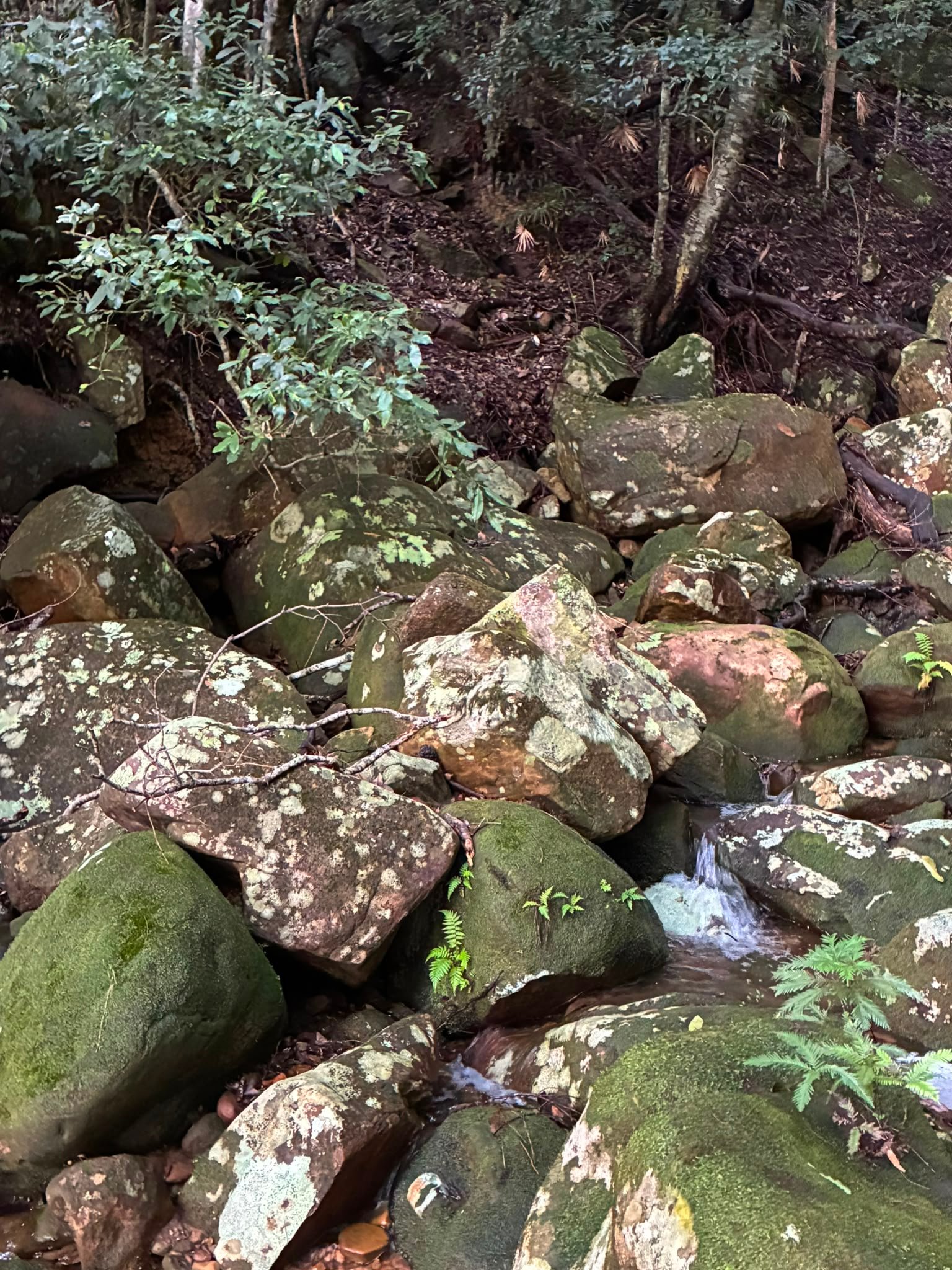 Nature view 11
