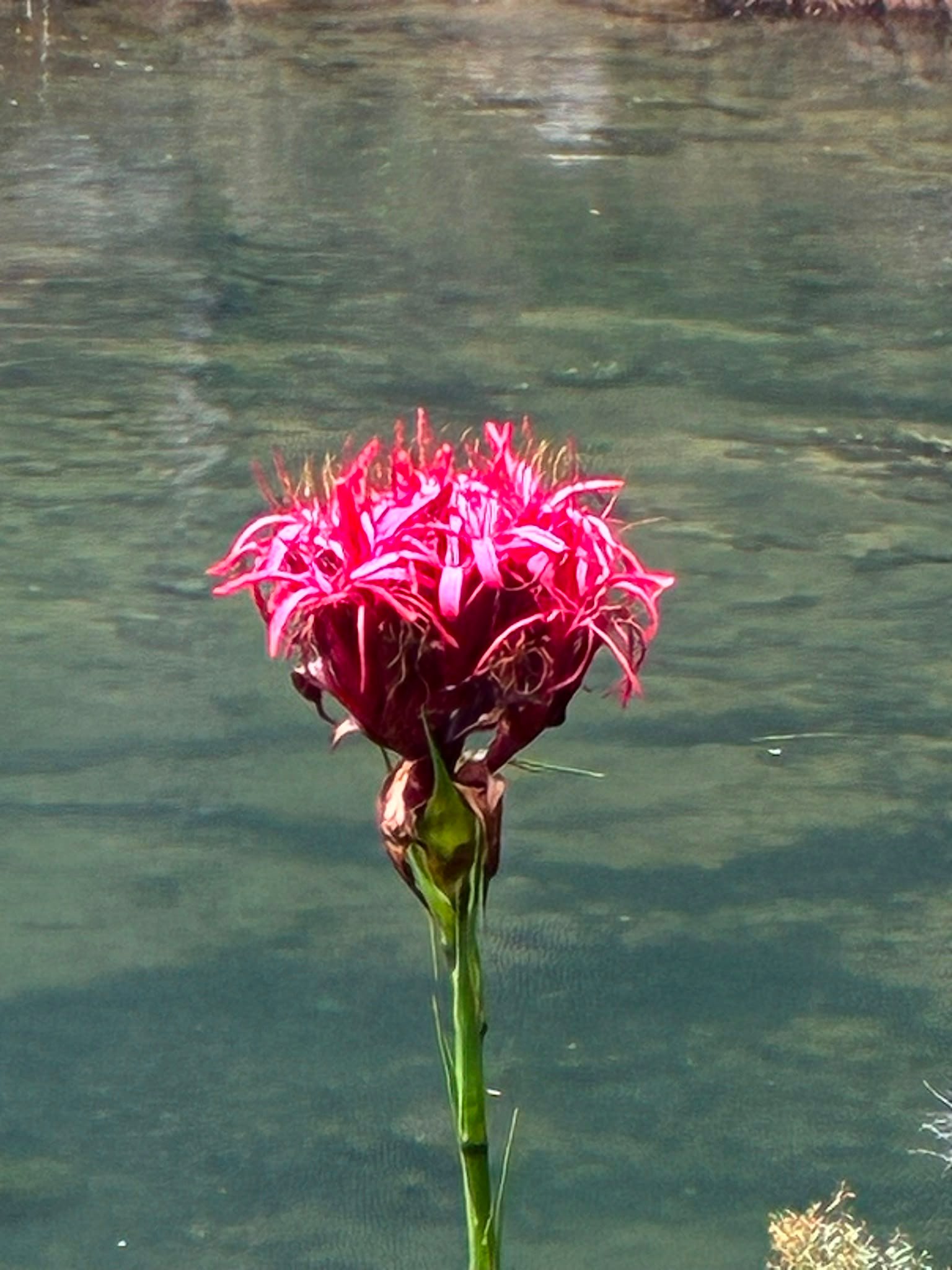 Nature view 9