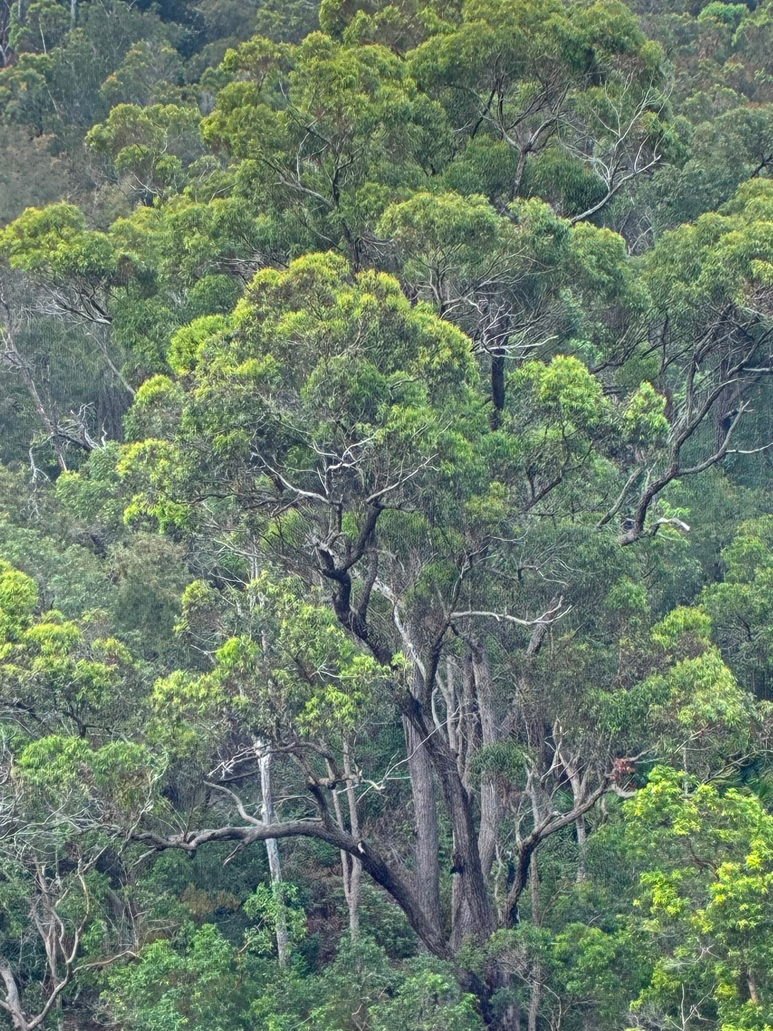 Nature view 2